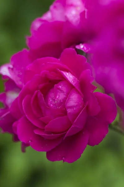 Růže Květ Zblízka Jarní Květ Růžové Růže Detailní Záběr Růžové — Stock fotografie