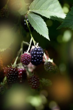 Yaz hasat Berry kavramı. Olgun ve olgunlaşmamış böğürtlen Bush