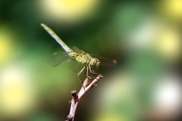 แมลงปอใกล ภาพระยะใกล ของแมลงปอ งอย บนแผ ยวบ Adder — ภาพถ่ายสต็อก