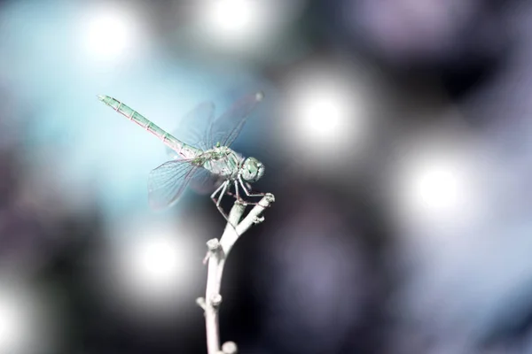 Dragonfly Close Close Photo Dragonfly Sitting Sheet Flying Adder — Stock Photo, Image