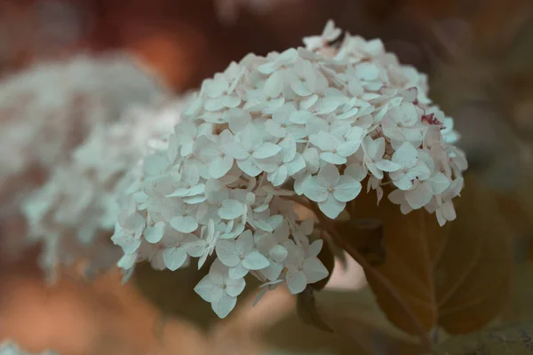 Inflorescence Hydrangeas Blossoming White Hydrangea Summer Garden Close — Stock Photo, Image