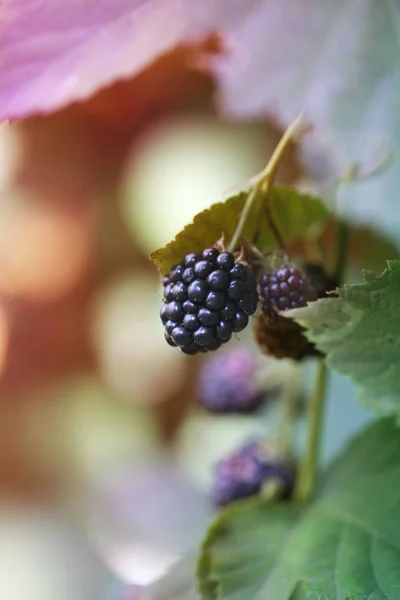 Summer Harvest Berry Concept Inglés Moras Maduras Inmaduras Arbusto — Foto de Stock