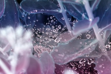 doğada su ile arka plan damla