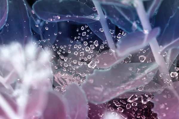 doğada su ile arka plan damla