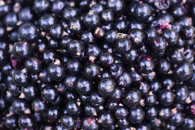 Siyah frenk üzümü. Çilek arka plan. Kırsal bir bahçeden taze organik frenk üzümü. Organik frenk üzümü çilek. Tatlılar kokteyller veya reçel için ekolojik çilek.