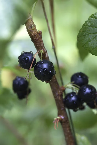 Ripened Black Currant Branch Water Drops — Stock Photo, Image