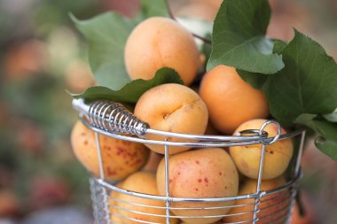 yeşil zemin üzerine olgun kayısı ile kova. Olgun kayısı