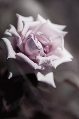 ihale gül bahçesinde. Güzel gül. Vintage Styled kart tasarımı. Retro tarzı tonda. Sevgililer günü sanat. 