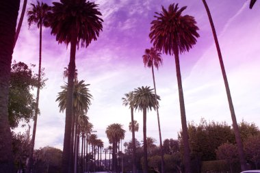 Los Angeles Beverly Hills'de ünlü avuç tek renkli ultraviyole tonda. avuç içi Beverly Hills, Kaliforniya