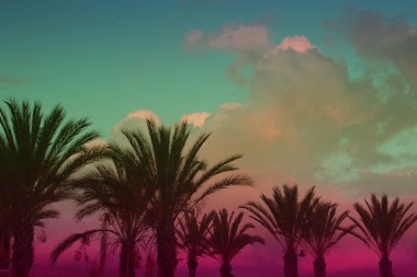 Siluet arkasında bir Hindistan cevizi ağacı ve bir ışık gün batımı. günbatımı üzerinde ağaç gölgesi. Renk efekti vintage