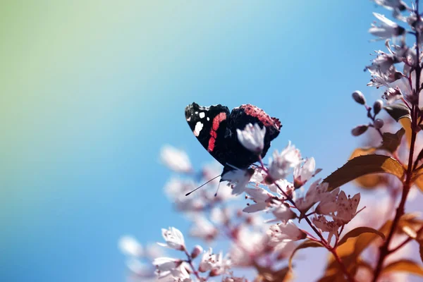 butterfly on flowers in the garden. Butterfly sitting on a flower