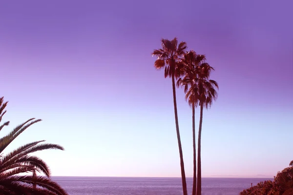 Monokrom Ultraviolett Tonas Palms Laguna Beach Los Angeles Laguna Beach — Stockfoto