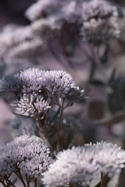 Closeup Μικρά Λουλούδια Sedum Εξέχοντα Sedum Spectabile Καλλωπιστικά Φυτά Στον — Φωτογραφία Αρχείου