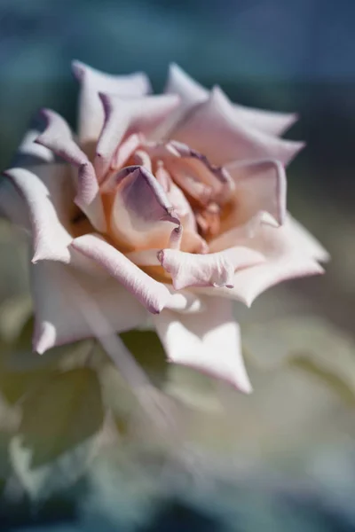 정원에서 부드러운 로즈입니다 로즈입니다 빈티지 유행에 디자인 디자인입니다 레트로 스타일 — 스톡 사진