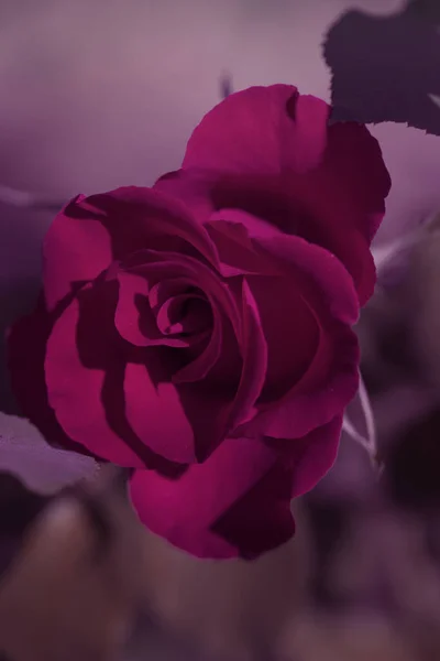 Valentine Wedding Card Design Beautiful Red Rose Purple Blurred Background — Stock Photo, Image