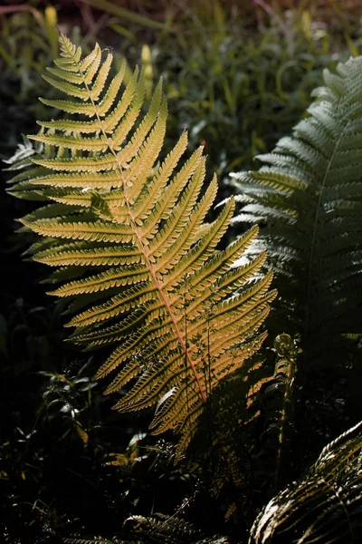 森林中阳光下的绿蕨叶观 在清晨的光蕨类植物 植物在森林里 种植蕨类植物 — 图库照片