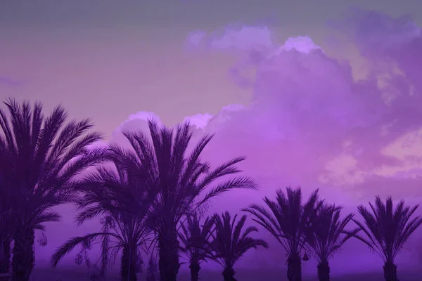 Palmy Tle Stonowanych Ultrafioletowe Nieba Ultra Violet Tonowanie — Zdjęcie stockowe