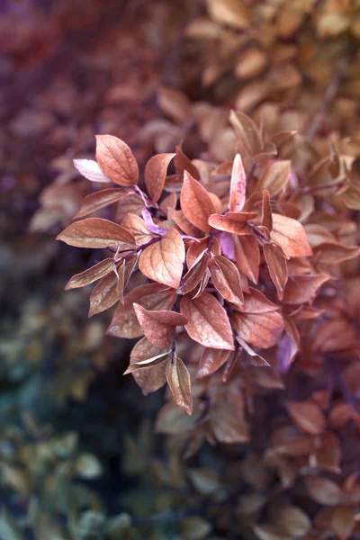정원에서 붉은을 잎으로 합니다 신선한 — 스톡 사진