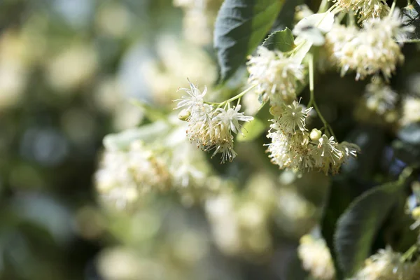 Blossoming linden tree. Linden tree in blossom. Nature background.