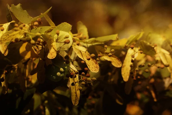 Linden tree branch in autumn. Yellow autumn leaves of a linden on branches. Golden autumn.