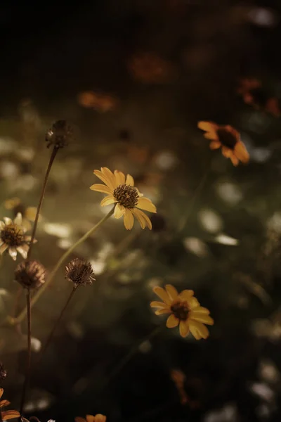 Słoneczne Kwiaty Żółte Tło Żółty Jesienny Flower Delicate Żółty Kwiat — Zdjęcie stockowe