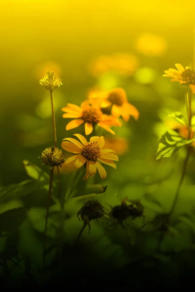 Zonnige Gele Bloemen Achtergrond Schattige Gele Herfst Flower Delicate Gele — Stockfoto