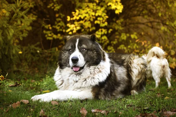 庭でふわふわコーカサス シェパード ドッグ 秋の時間のコーカサス地方の牧羊犬 大人の白人シェパード犬 — ストック写真