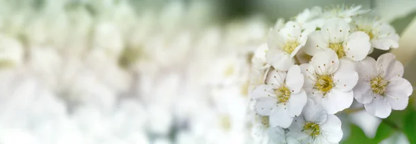 Gros Plan Arbuste Fleurs Couronne Nuptiale Spirée Fond Floral Arbuste — Photo