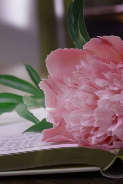 Цветок Пиона Книга Столе — стоковое фото