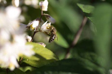bir ağaç üzerinde beyaz bir çiçek arıya. Arı polen elma çiçek toplama. Elma çiçeği üzerinde arı. Pembe çiçek çiçek, polen toplama bal arısı