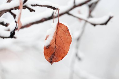 İlk kar, kar pul olur, yakın çekim. Ora ile güzel şube
