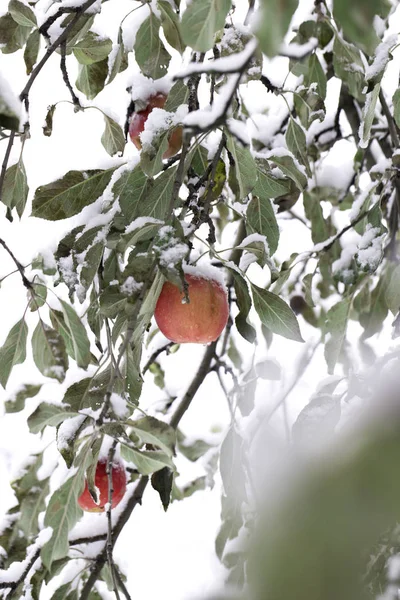 Apples on a Tree Under Fresh Snow. Red apples on an apple-tree c — Stock Photo, Image