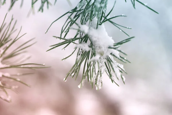 Natal Fundo Inverno Ramo Árvore Abeto Coberto Neve Dia Inverno — Fotografia de Stock