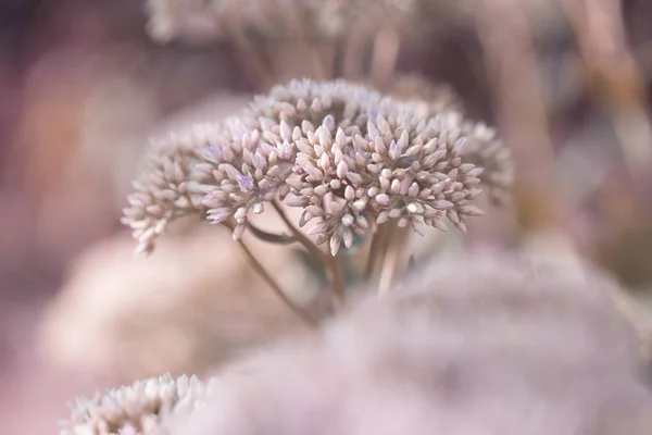 Beau Jardin Décoratif Sedum Fleurs Pierre Lat Sedum Spectabile Fleurissant — Photo