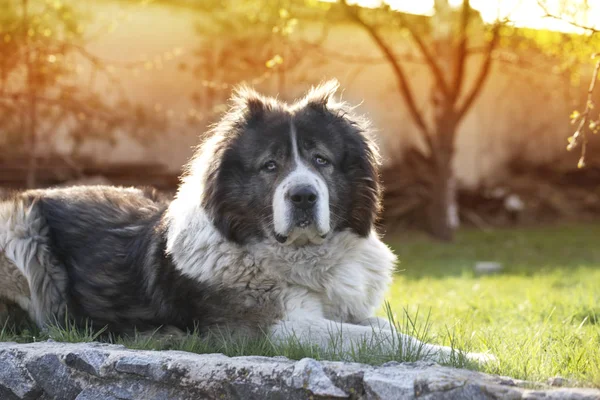Yetişkin Kafkas çoban köpeği. Kabarık Kafkas çoban köpeği yerde yatıyor. Bahçedeki yetişkin Kafkas çoban köpeği