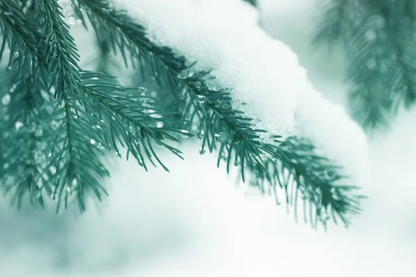 Boże Narodzenie Zimowe Tło Jodła Gałęzi Drzewa Pokryte Śniegiem Zimowy — Zdjęcie stockowe