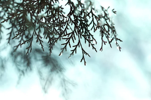 雪の中でジュニパー茂み 初雪です 針葉樹の茂みで庭に雪が降る 積雪下で緑ジュニパー スプラウト — ストック写真