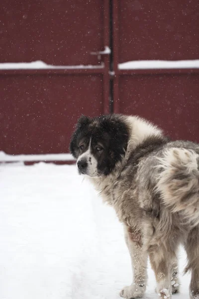 大人の白人シェパード犬は雪で冬の寒い日に外横たわっています 冬時間でコーカサス地方の牧羊犬 — ストック写真
