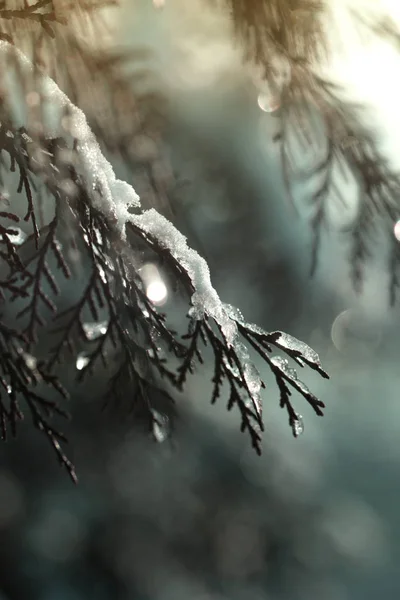 Jałowce Śniegu Pierwszy Śnieg Śnieg Iglaste Krzewy Ogrodzie Zielony Jałowca — Zdjęcie stockowe