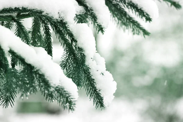 Christmas Winter Background Fir Tree Branch Covered Snow Winter Day Stock Image