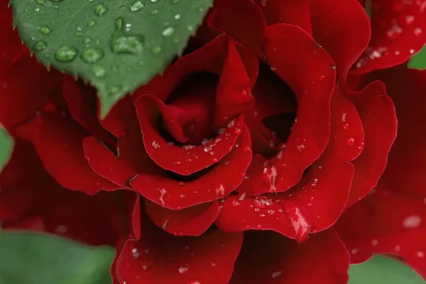 Květ Růže Vodou Kapky Deště Zeleném Pozadí Květiny Pro Lásku — Stock fotografie