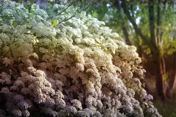 Detailní Záběr Kvetoucí Keř Svatební Věnec Tavolník Květinové Background Dewy — Stock fotografie
