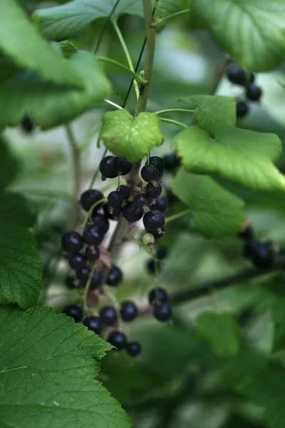 Branch of black currant in the garden harvest of black curranton the branch. black currants growing in a branch.