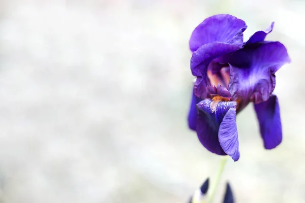 Fiori Viola Iris Primo Piano Uno Sfondo Naturale Giardino Fiori — Foto Stock