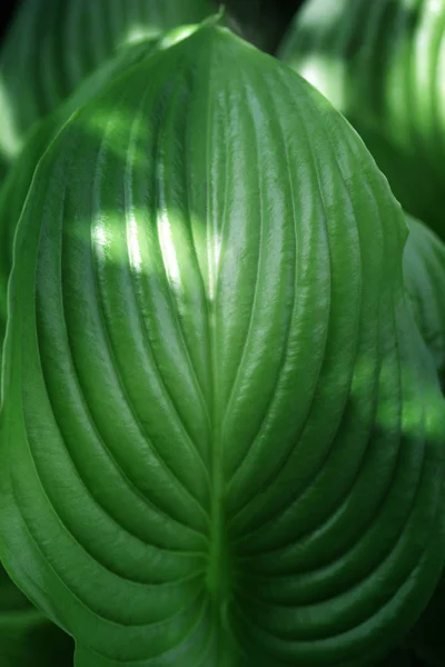 Φυσικό Φόντο Πράσινο Από Φύση Φόντο Φυσικά Κλαδιά — Φωτογραφία Αρχείου