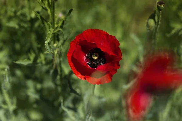 Yeşil Otlar Alan Kırmızı Poppy Haşhaş Çiçekleri Haşhaş Baş Yukarı — Stok fotoğraf