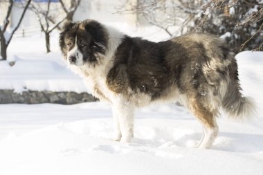 Yetişkin Kafkas çoban köpeği bir soğuk kış günü kar ile dışarıda. Kış zamanında Kafkas çoban köpeği.