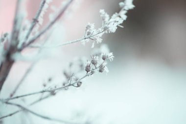 Ağaç dallarında kar. Karla kaplı ağaçların kış manzarası. Karların altındaki dalların şiddeti. Doğada kar yağışı.