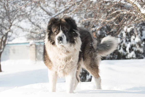 Adult Caucasian Shepherd dog is outside on a cold winter day with snow.Caucasian sheepdog in winter time.