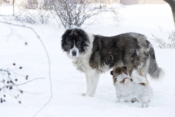 大人の白人シェパード犬と冬時間の子犬 白人シェパード犬と子犬 — ストック写真